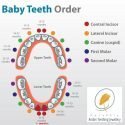 ORDEM DE NASCIMENTO DOS DENTES DE BEBE